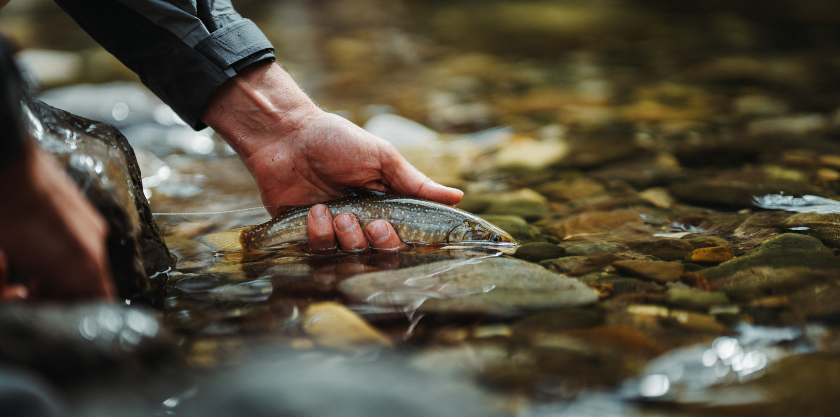 Featured image for “Critical Habitat and the Case of the Bull Trout: Part 1”